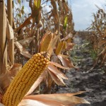 Same Difference: Monsanto vs. EA